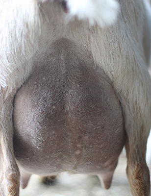 sunny udder